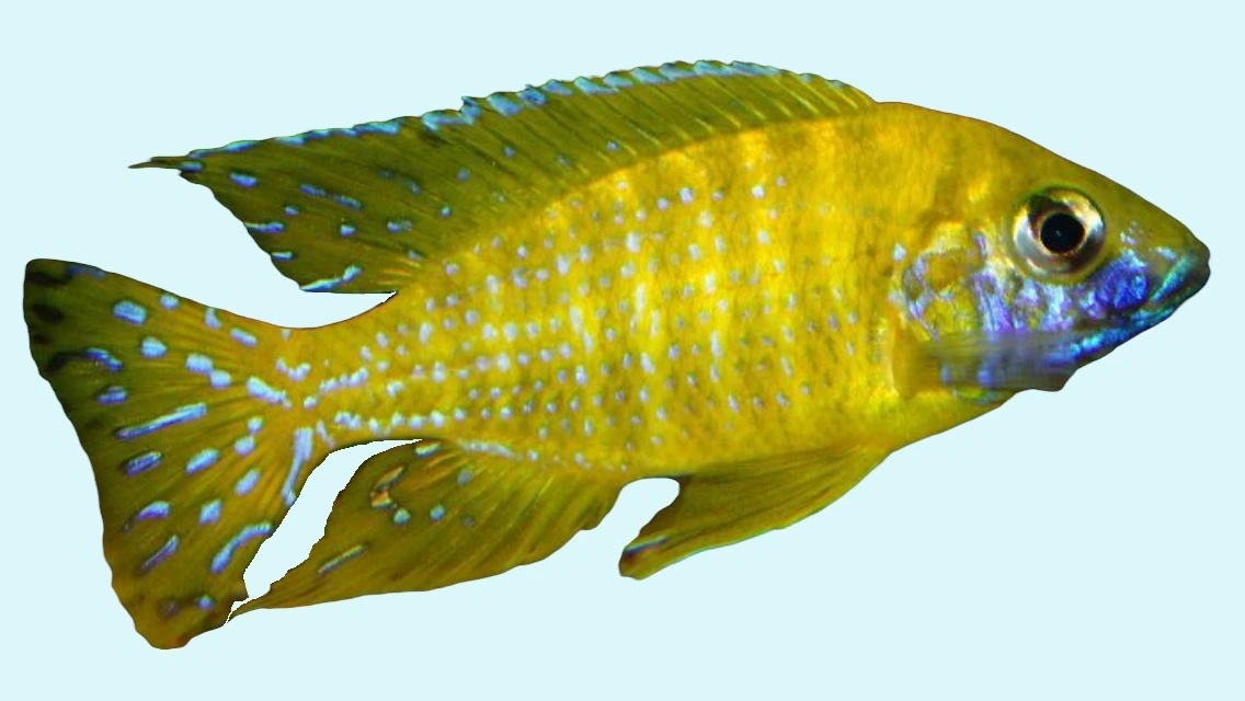 Gul Påfugle Cichlide (Aulonocara sp. Stuartgranti Maleri, Maleri Is.)